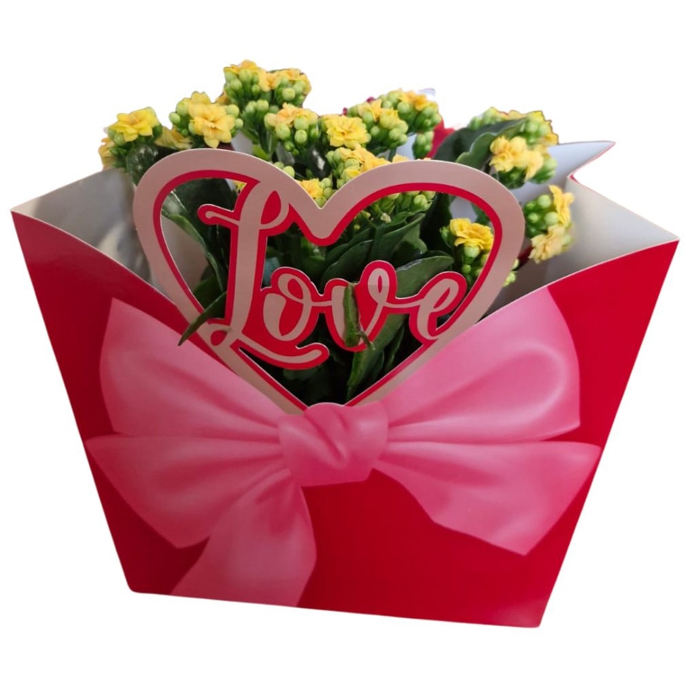 Kalanchoe punga colectia Luxury Love, D 13cm