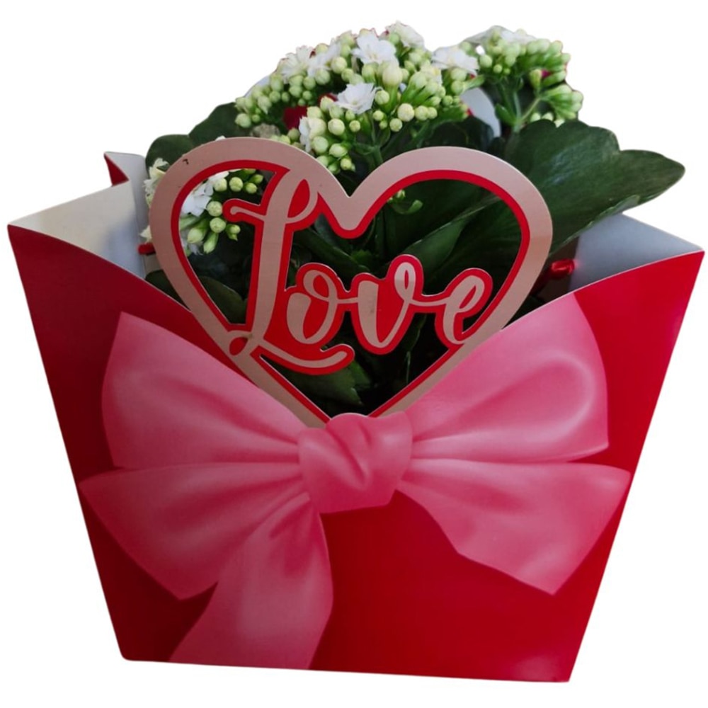 Kalanchoe punga colectia Luxury Love, D 13cm