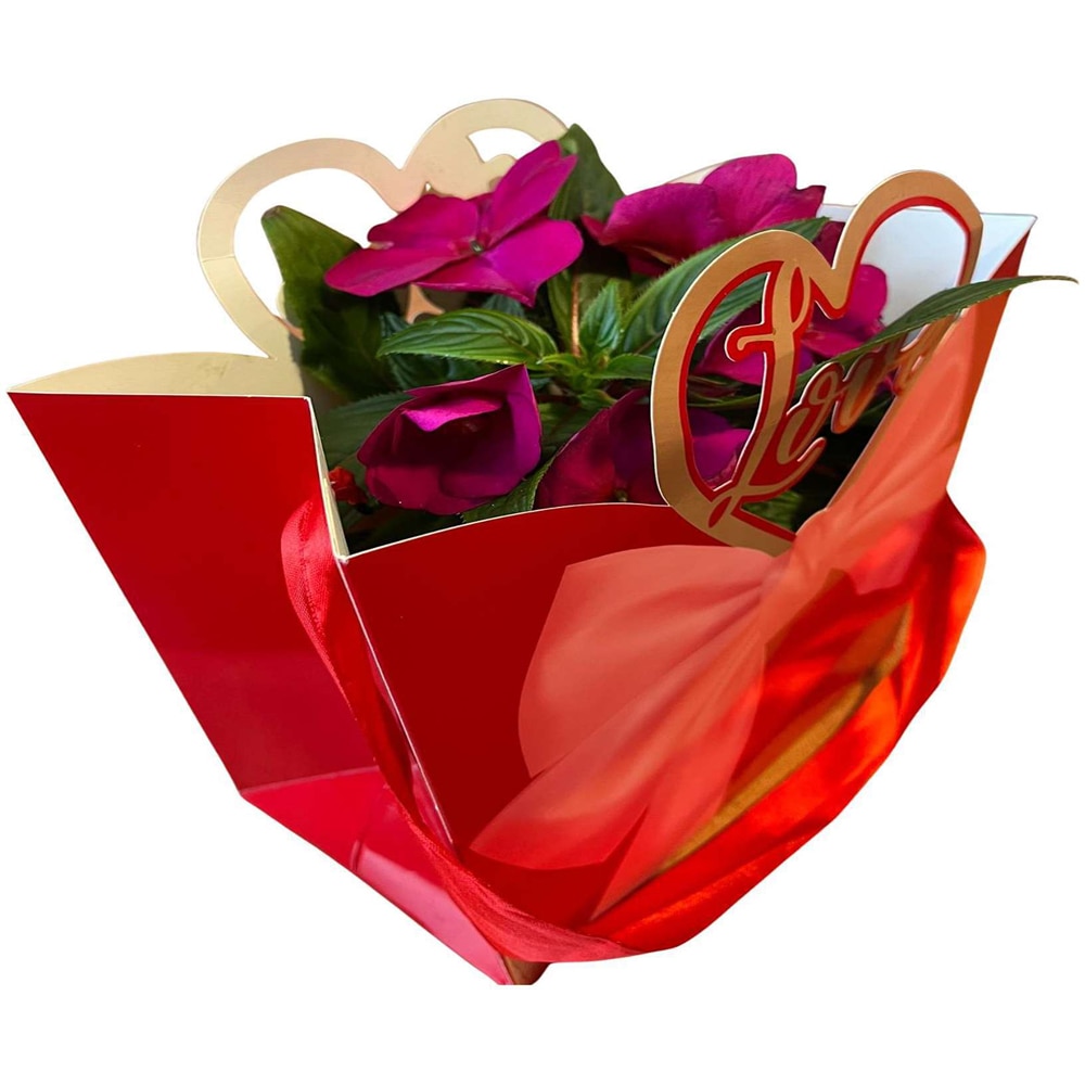 Impatiens punga colectia Luxury Love, D 11cm