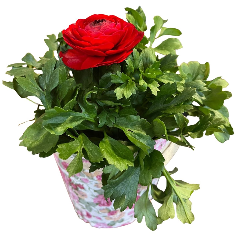 Ranunculus punga colectia Floral Romantic, D 11cm