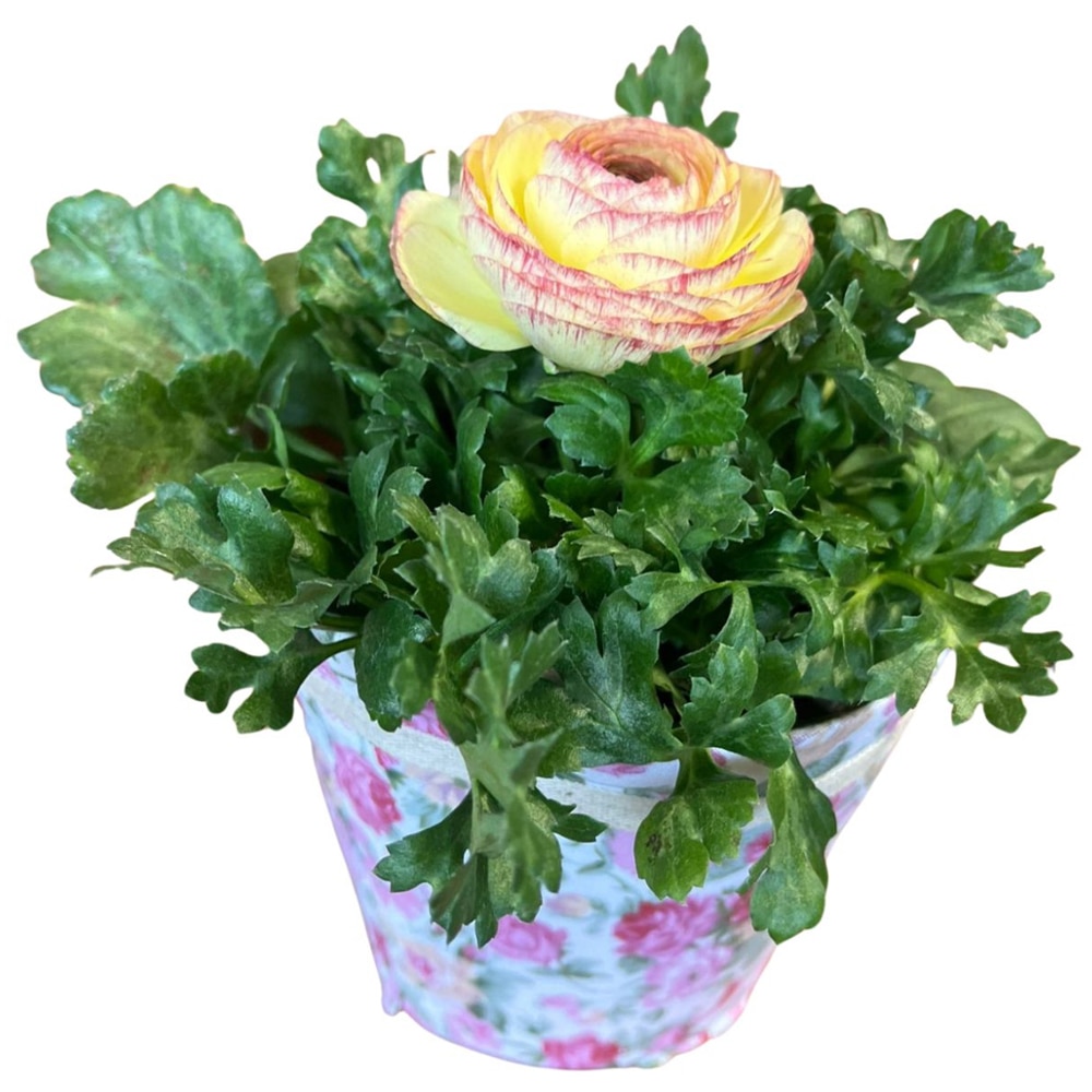 Ranunculus punga colectia Floral Romantic, D 11cm
