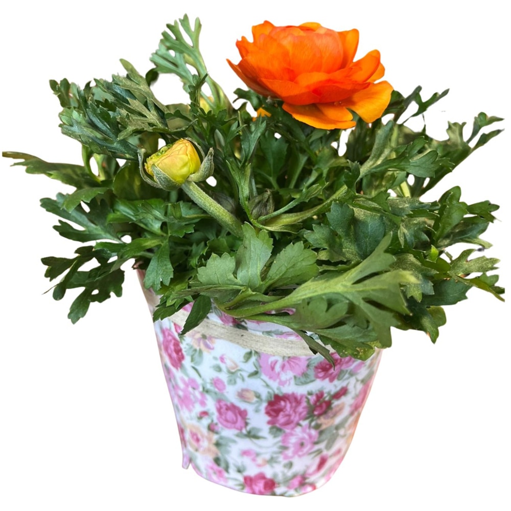 Ranunculus punga colectia Floral Romantic, D 11cm