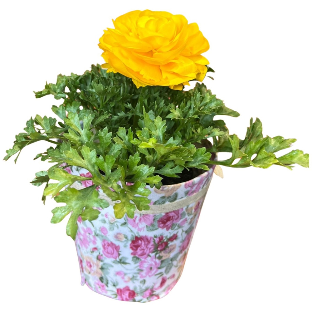 Ranunculus punga colectia Floral Romantic, D 11cm