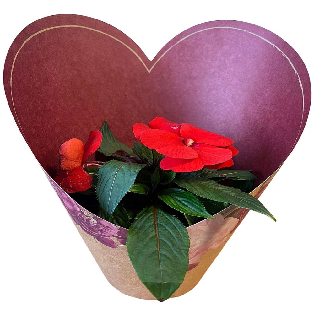 Impatiens punga colectia Amora, D 11cm