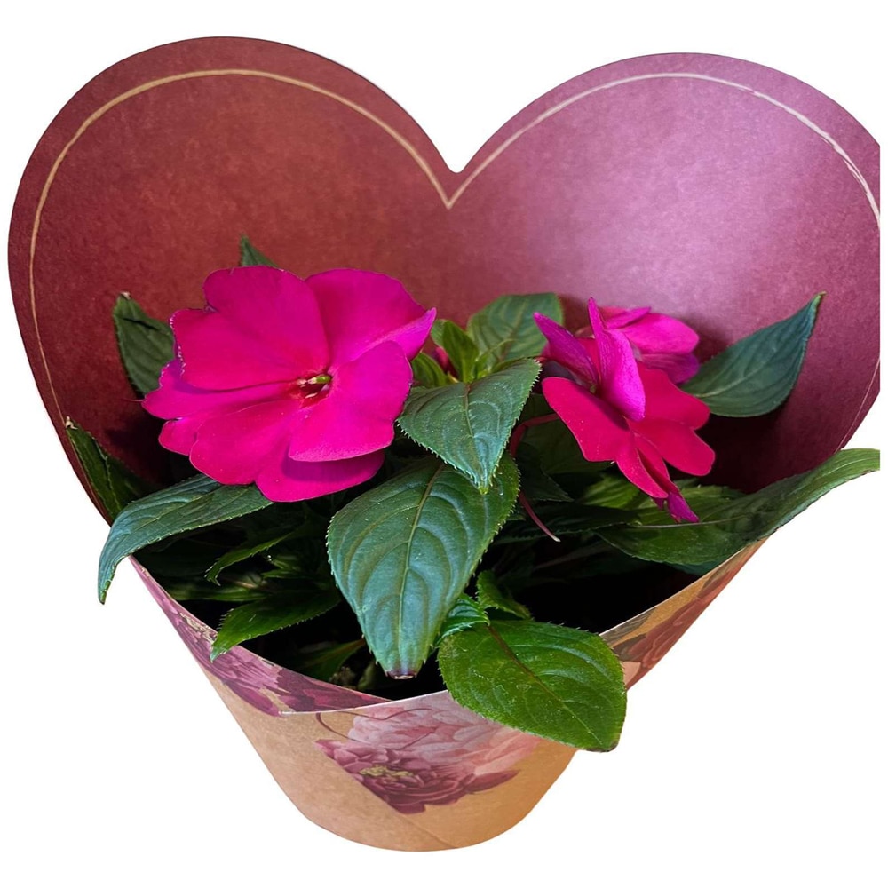 Impatiens punga colectia Amora, D 11cm