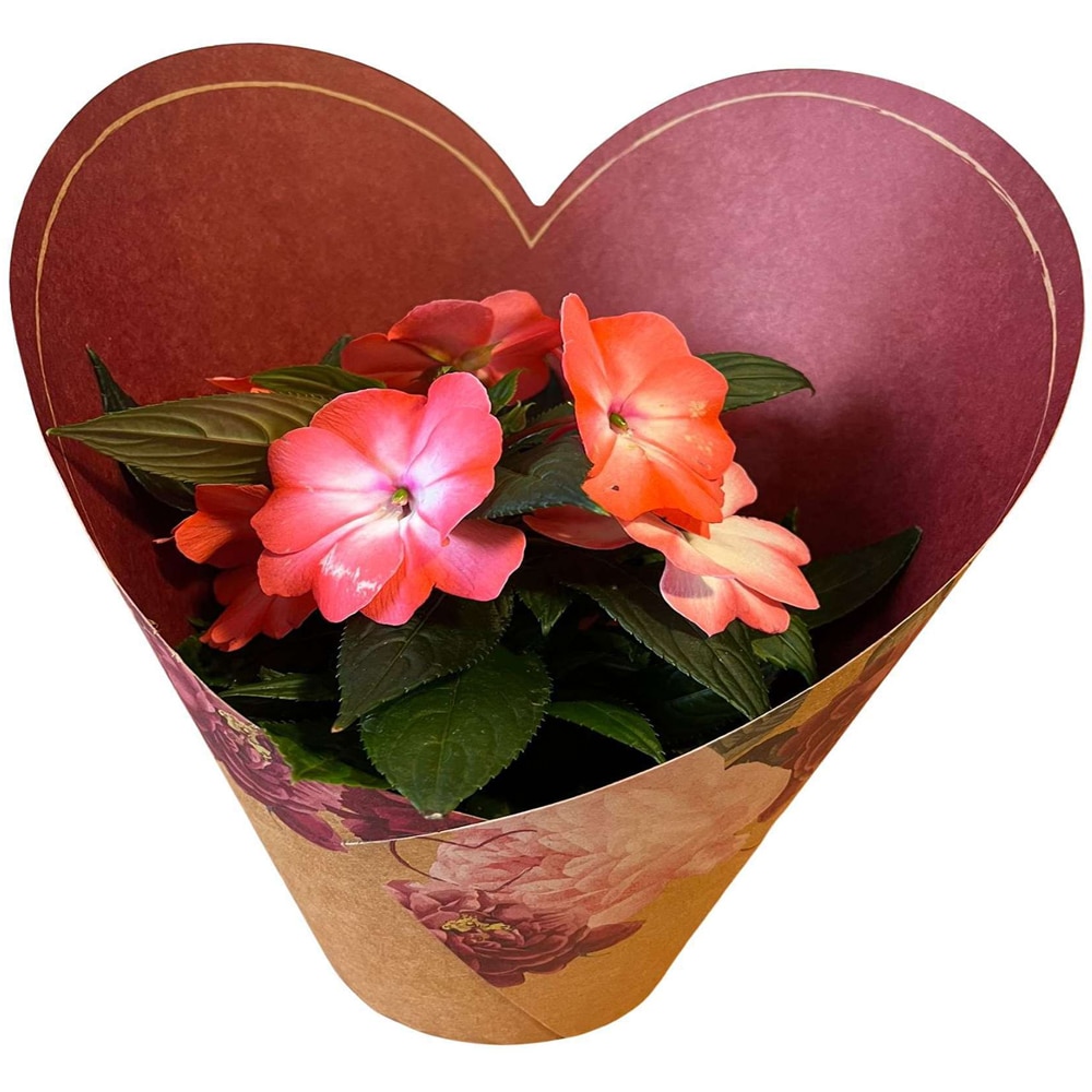 Impatiens punga colectia Amora, D 11cm