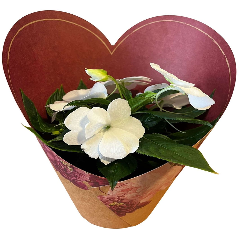 Impatiens punga colectia Amora, D 11cm