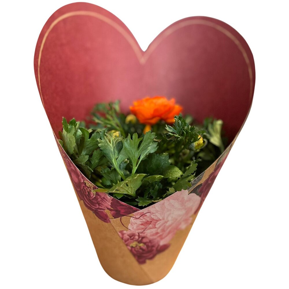 Ranunculus punga colectia Amora, D 11cm