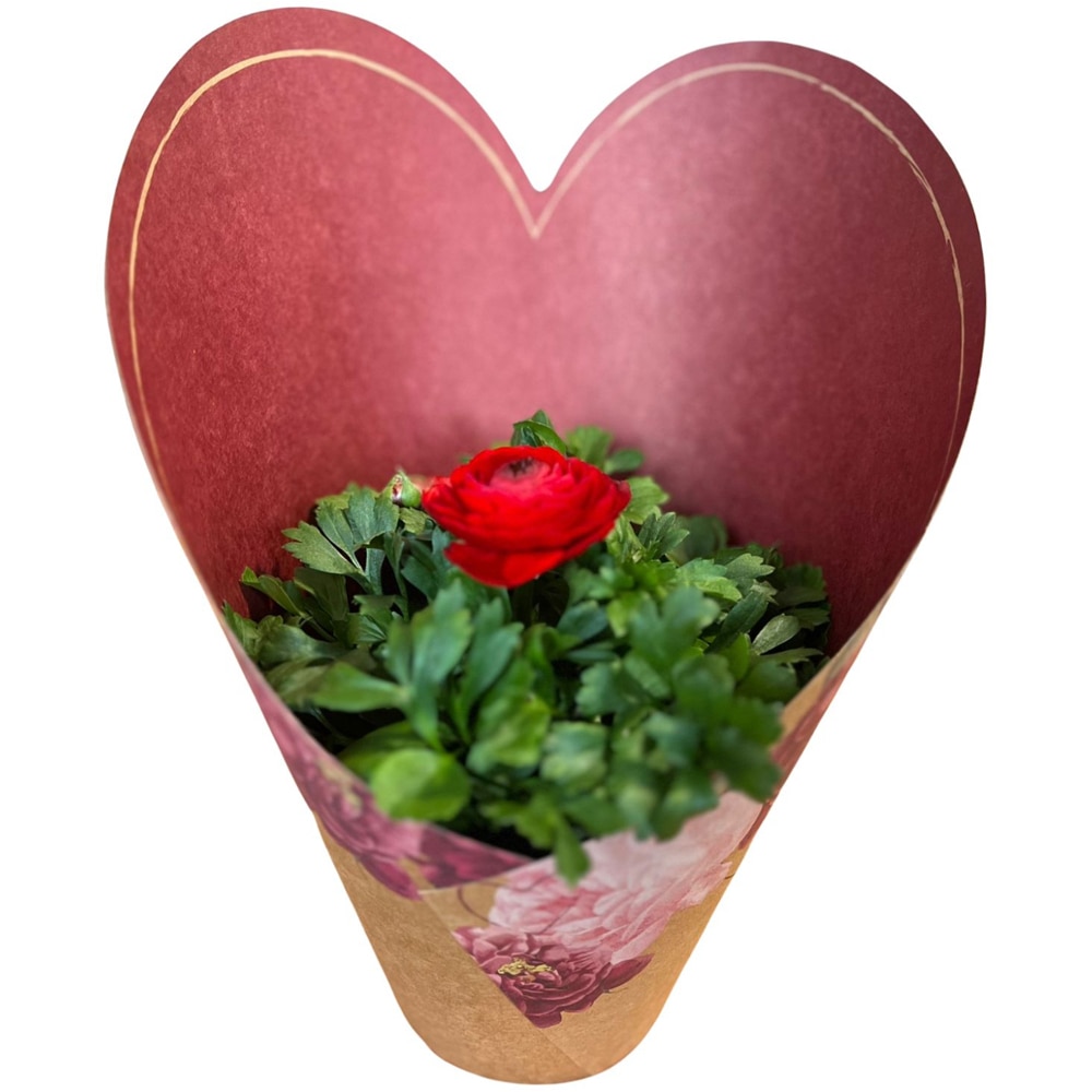 Ranunculus punga colectia Amora, D 11cm