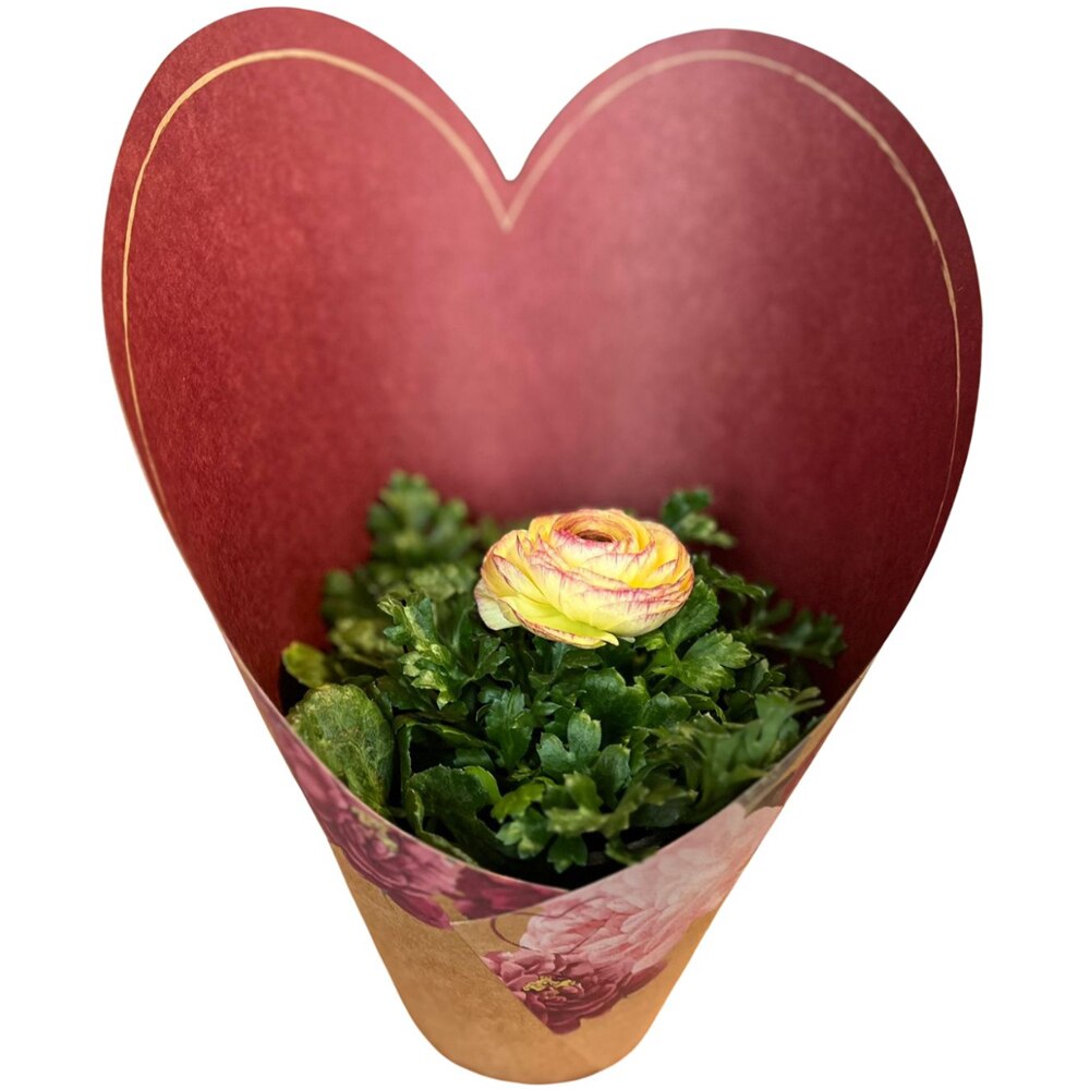 Ranunculus punga colectia Amora, D 11cm