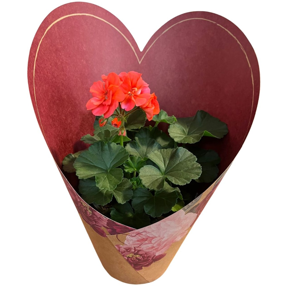 Muscate punga colectia Amora, D 13cm