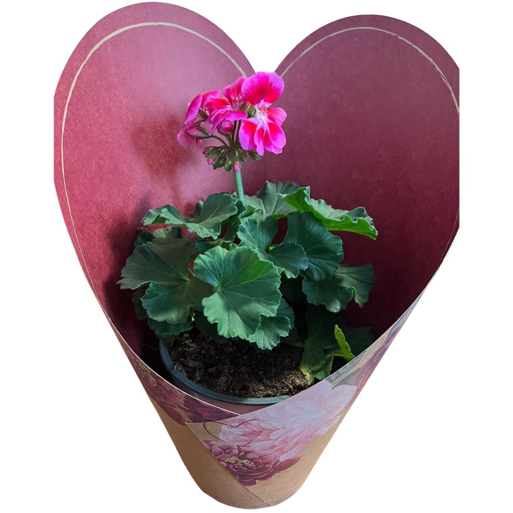 Muscate punga colectia Amora, D 13cm