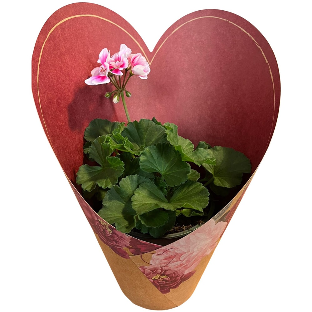 Muscate punga colectia Amora, D 13cm