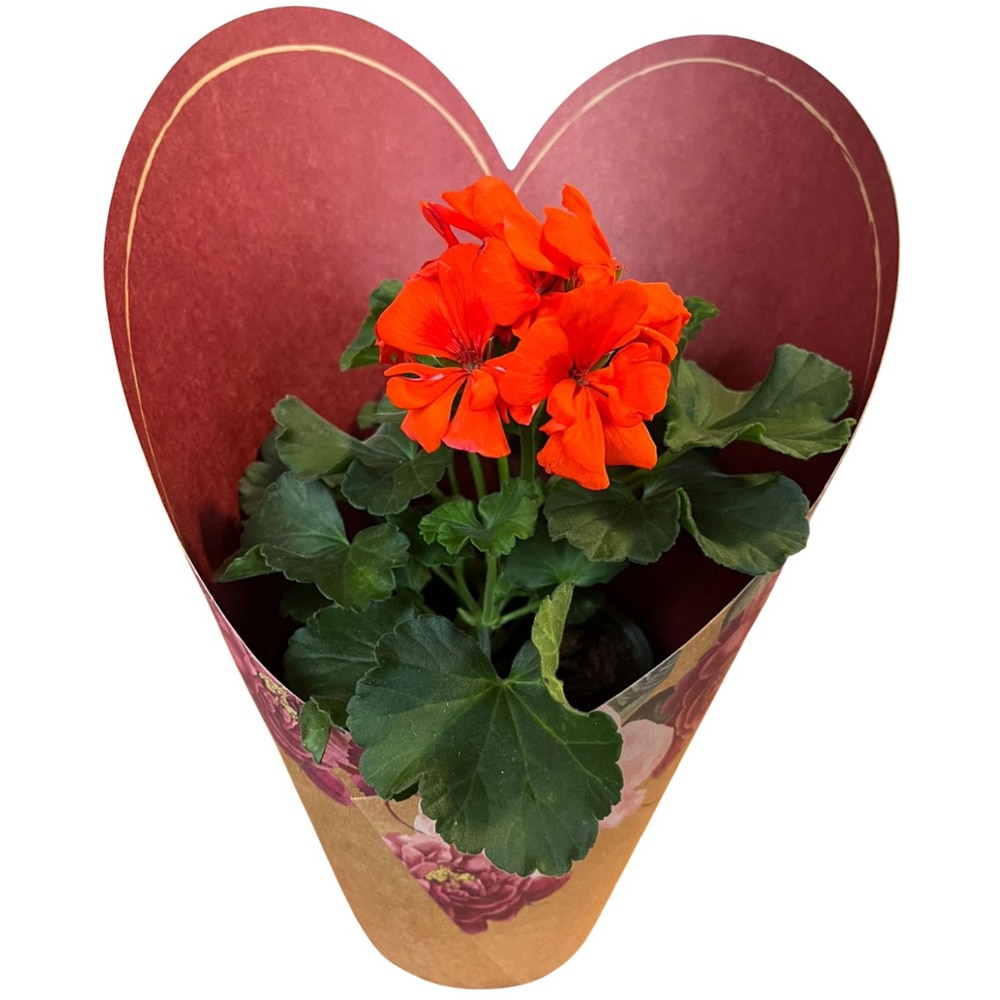 Muscate punga colectia Amora, D 13cm