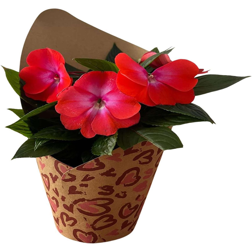 Impatiens  punga colectia Panthera, D 11cm