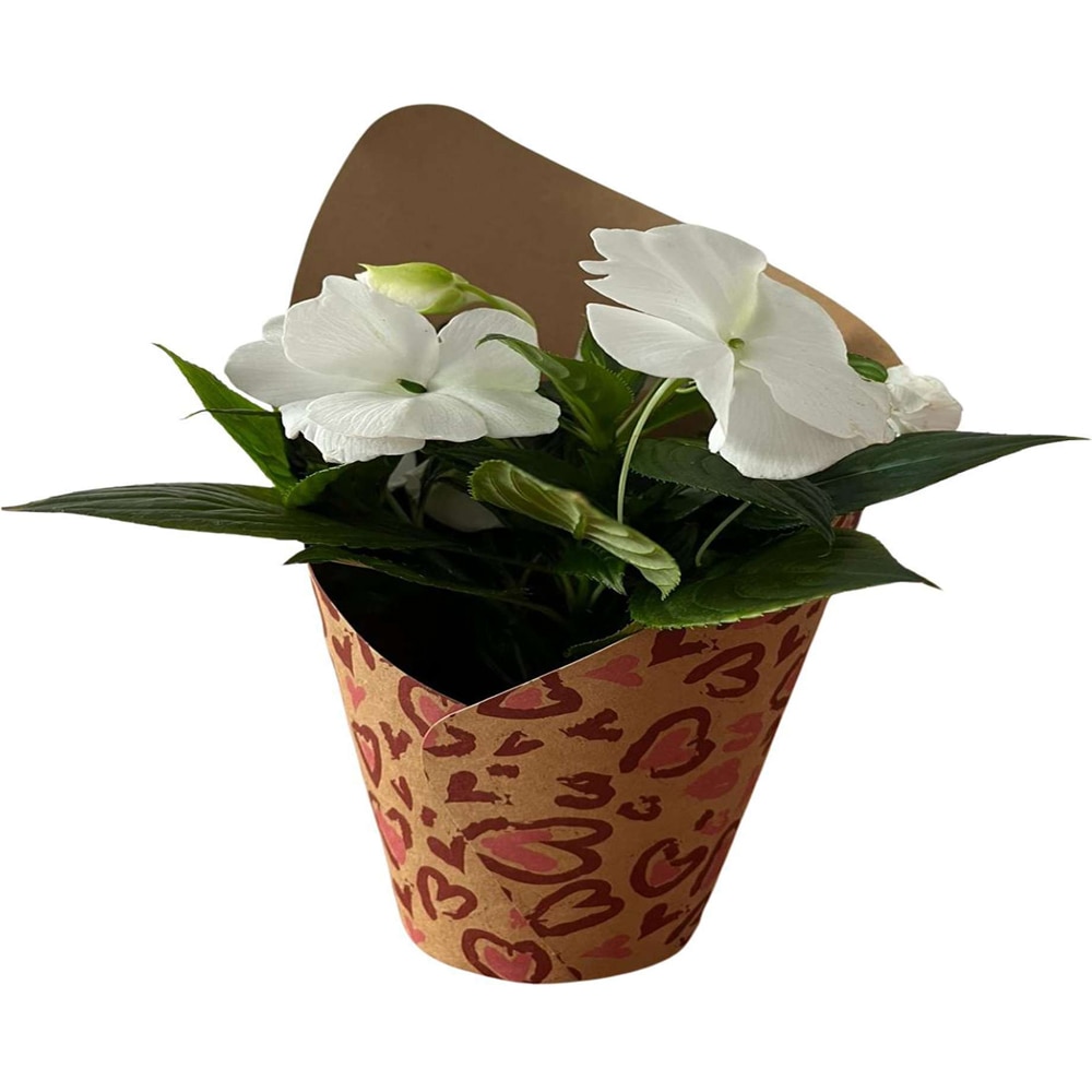 Impatiens  punga colectia Panthera, D 11cm