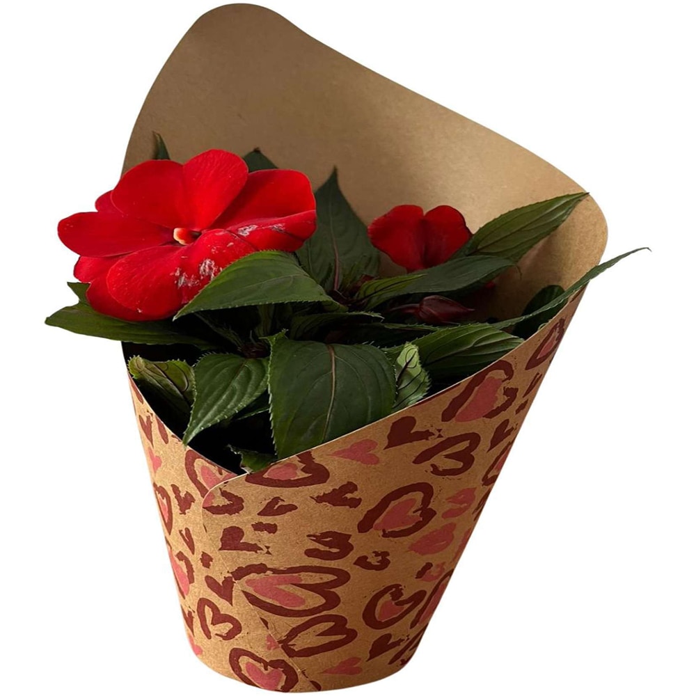 Impatiens  punga colectia Panthera, D 11cm