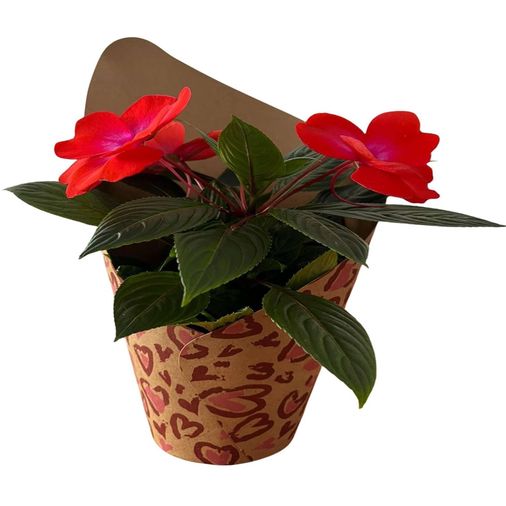 Impatiens  punga colectia Panthera, D 11cm