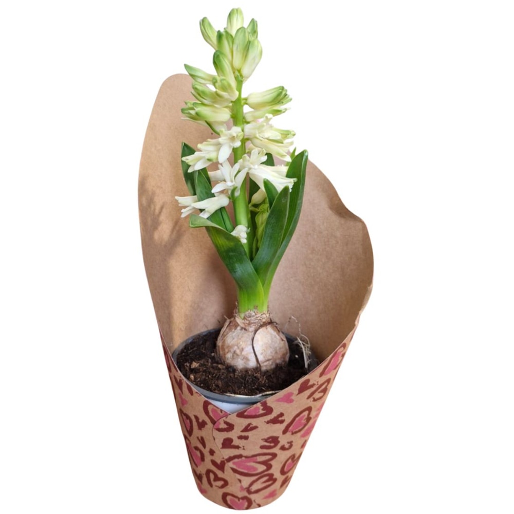 Hyacinthus punga colectia Panthera, D 11cm