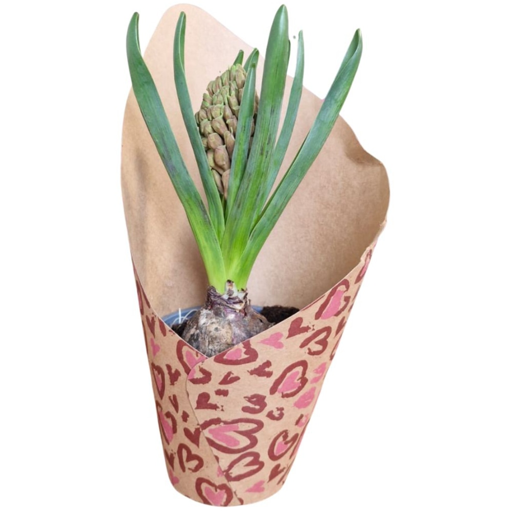 Hyacinthus punga colectia Panthera, D 11cm