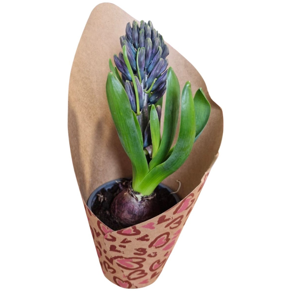 Hyacinthus punga colectia Panthera, D 11cm