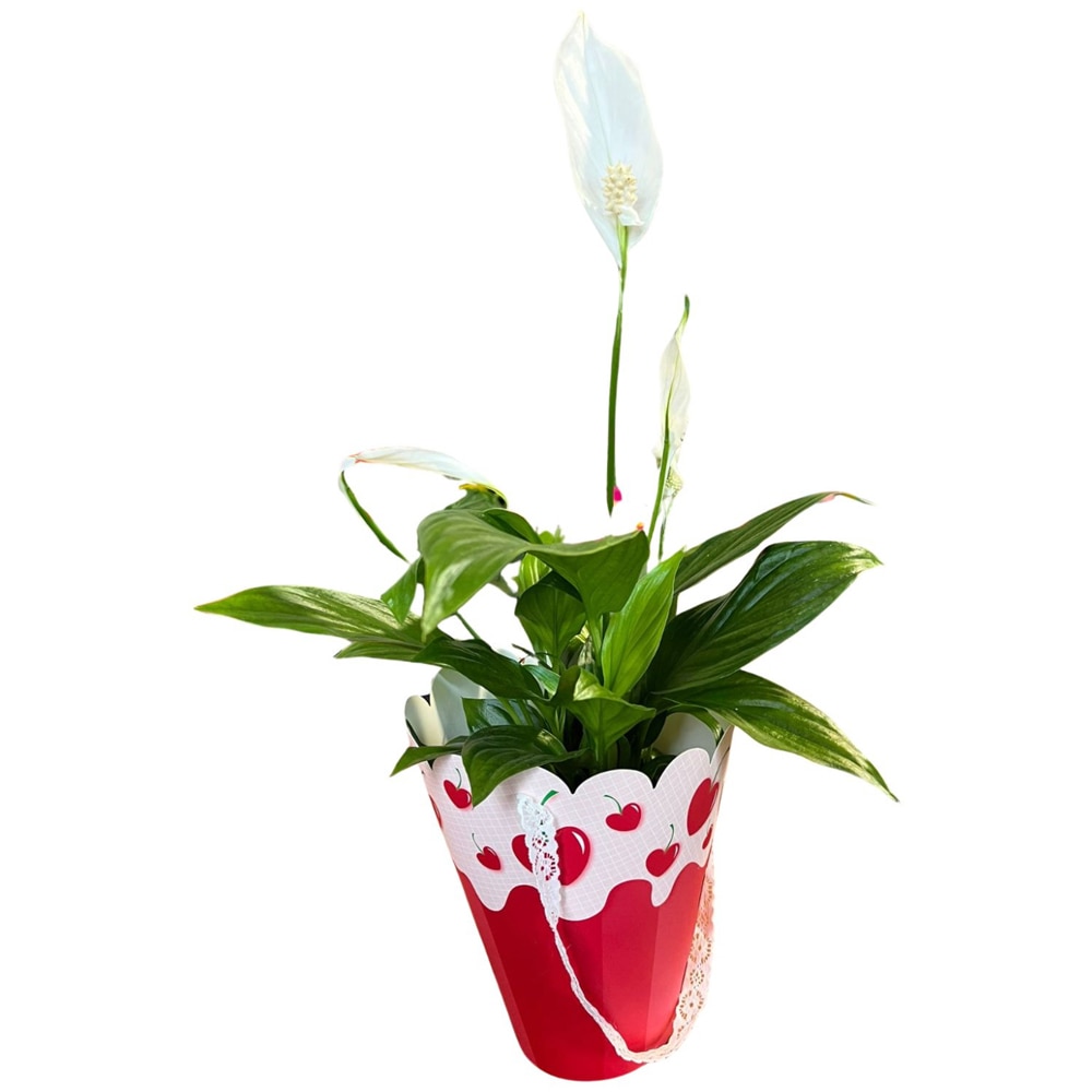 Spatiphyllum punga colectia In Tube Love, D 11cm