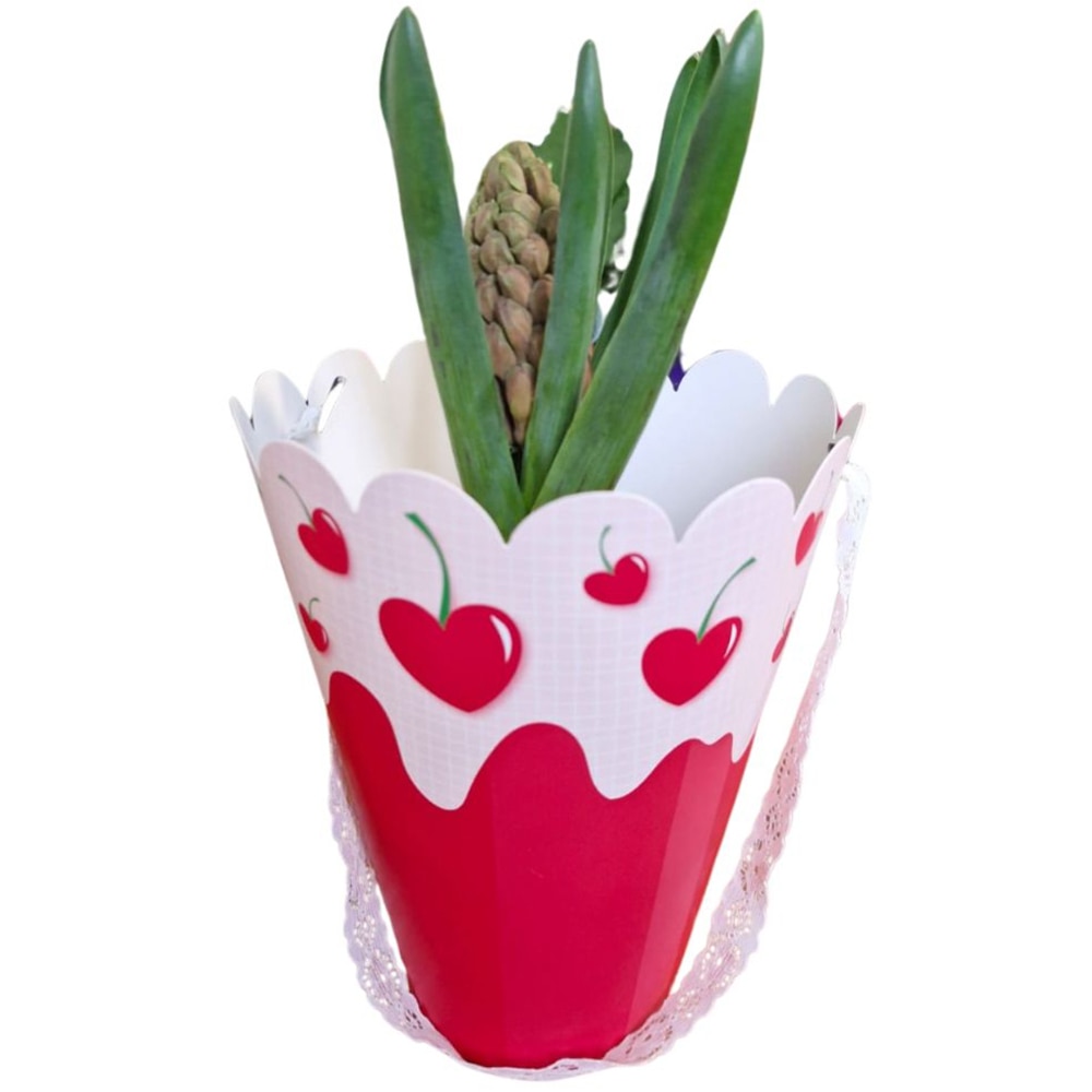 Hyacinthus punga colectia In Tube Love, D 11cm
