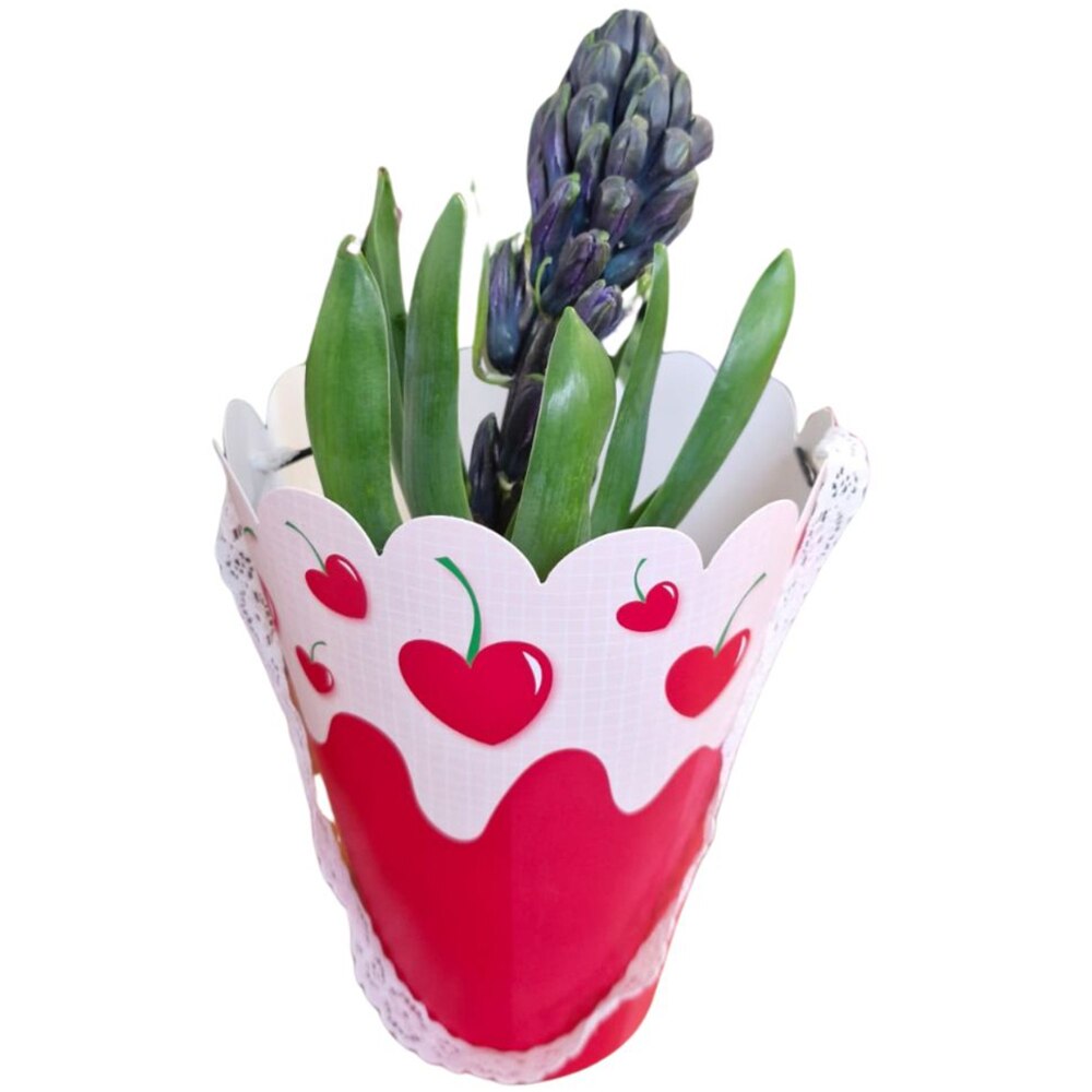 Hyacinthus punga colectia In Tube Love, D 11cm