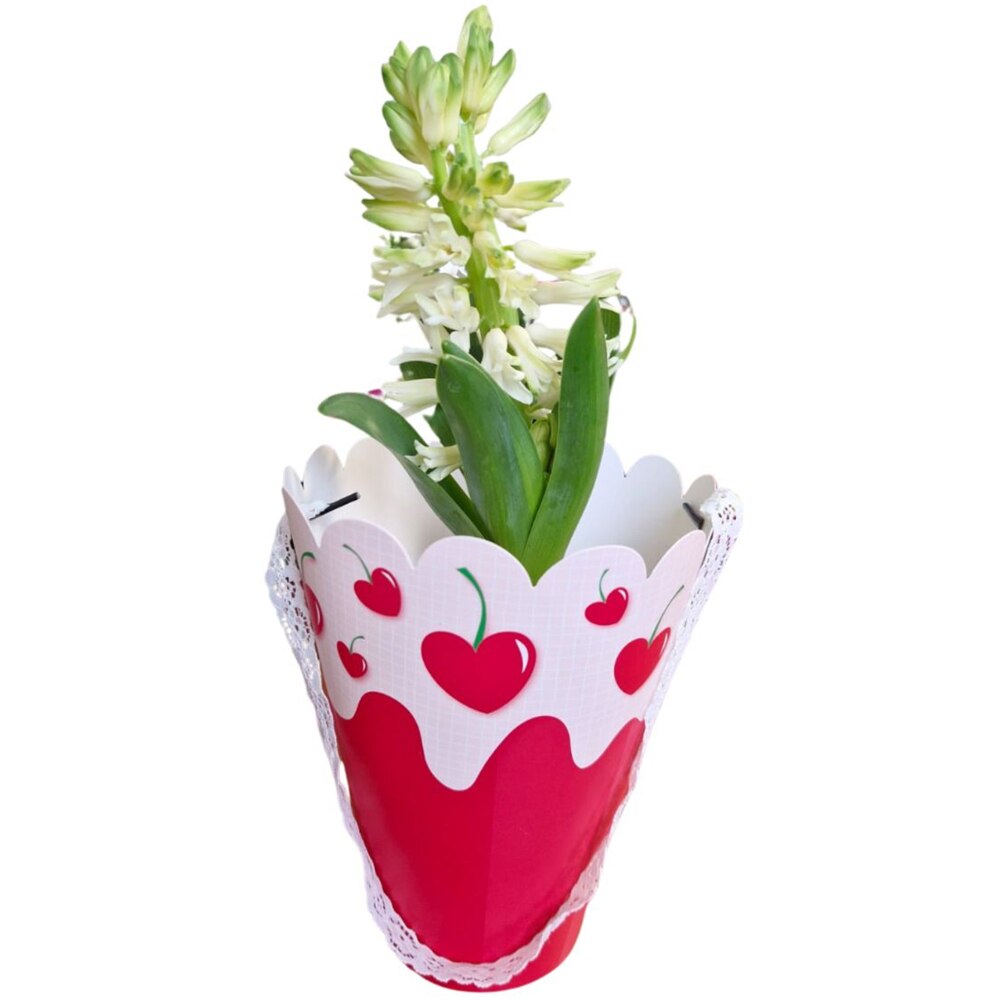 Hyacinthus punga colectia In Tube Love, D 11cm