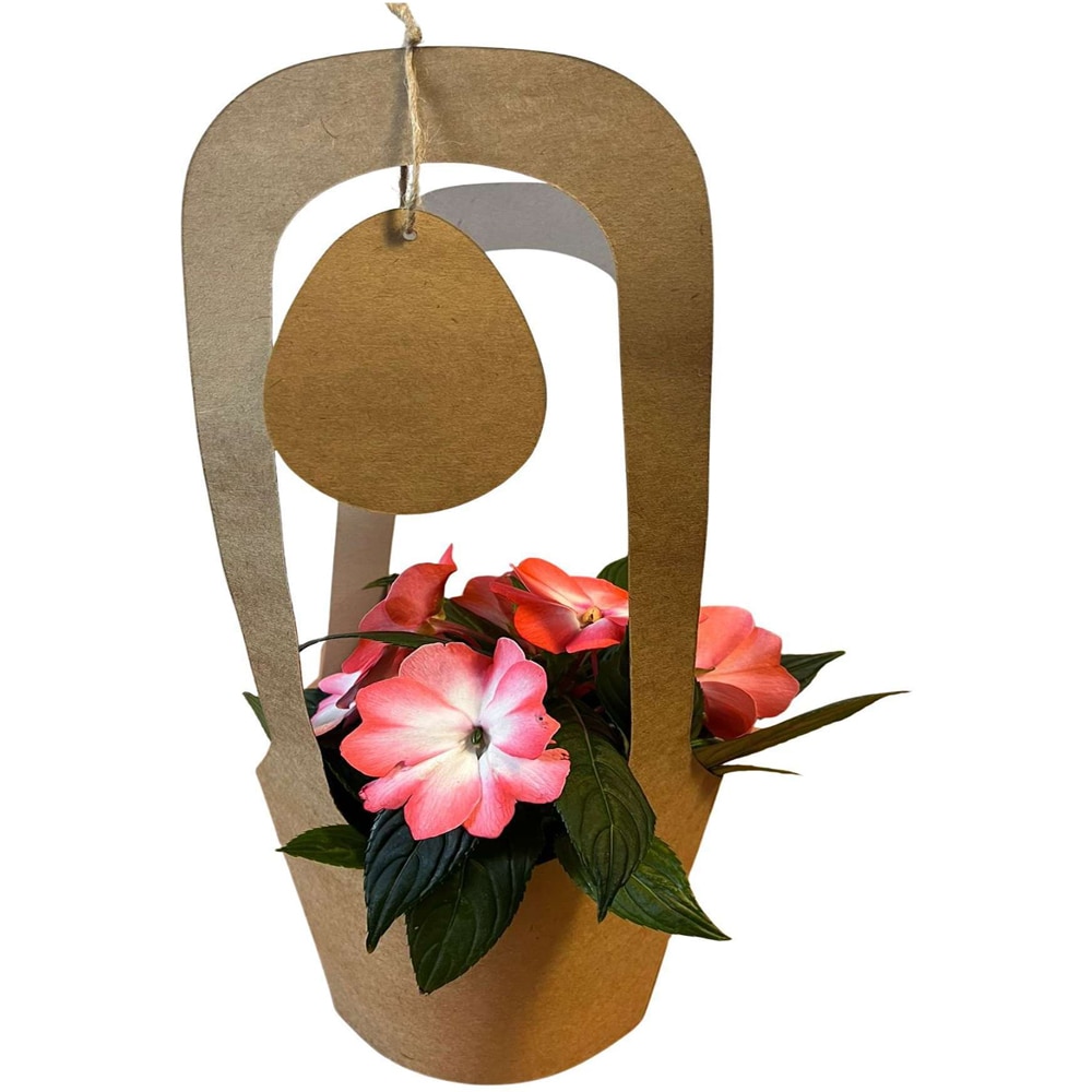 Impatiens punga colectia Egg Cited, D 11cm