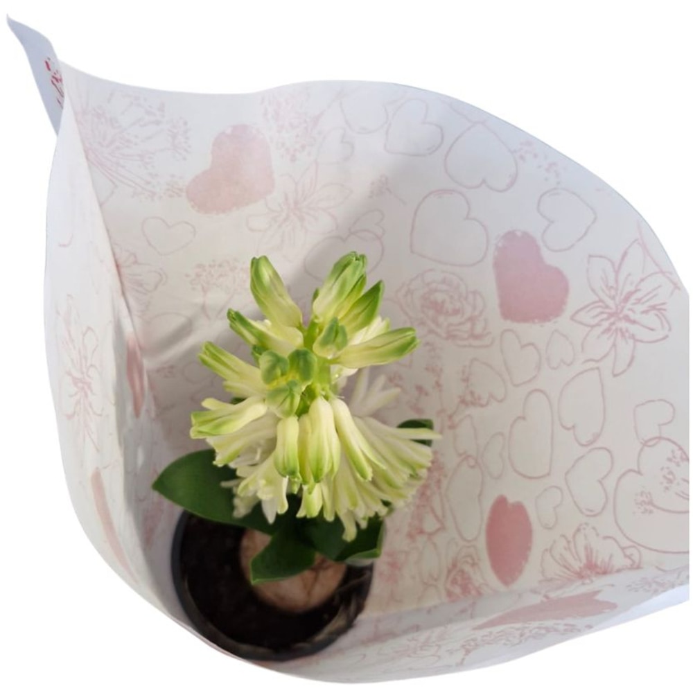 Hyacinthus punga colectia Floral Love, D 11cm