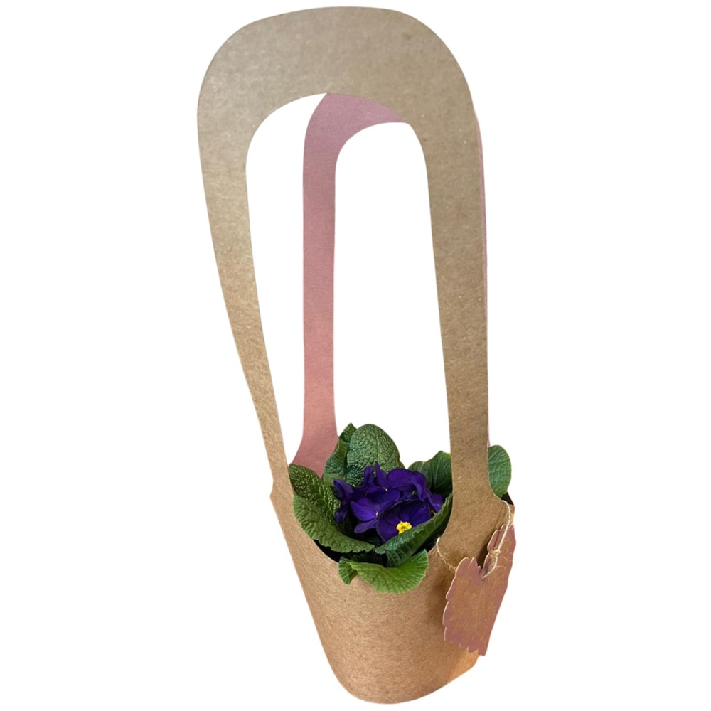 Primula punga colectia Love Rocks, D 11cm