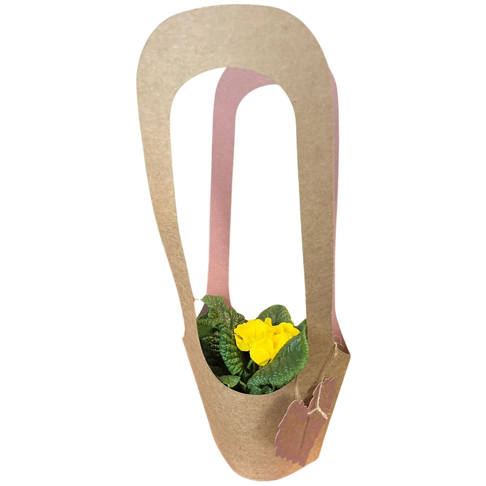 Primula punga colectia Love Rocks, D 11cm