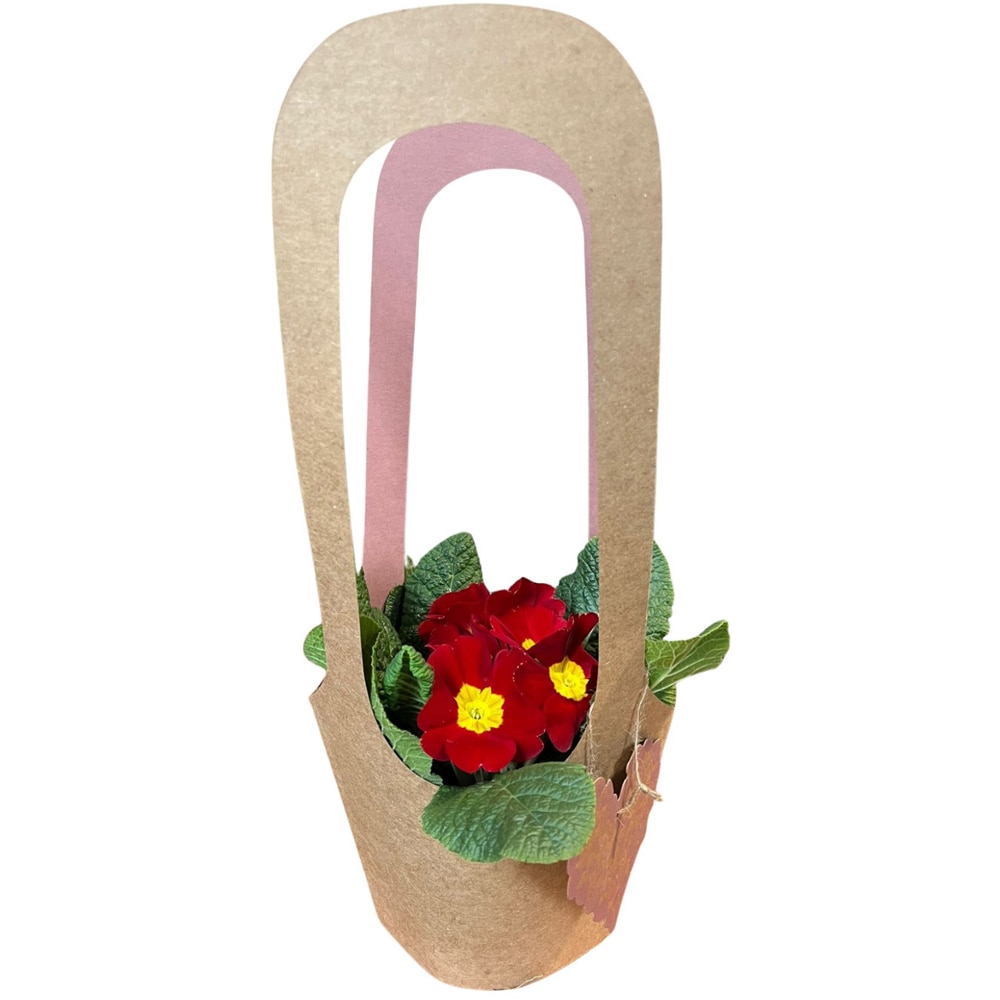 Primula punga colectia Love Rocks, D 11cm