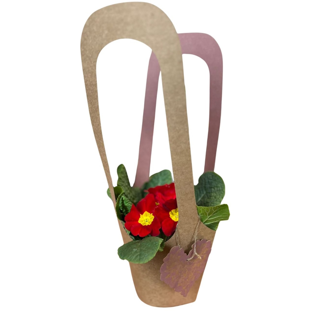 Primula punga colectia Love Rocks, D 11cm