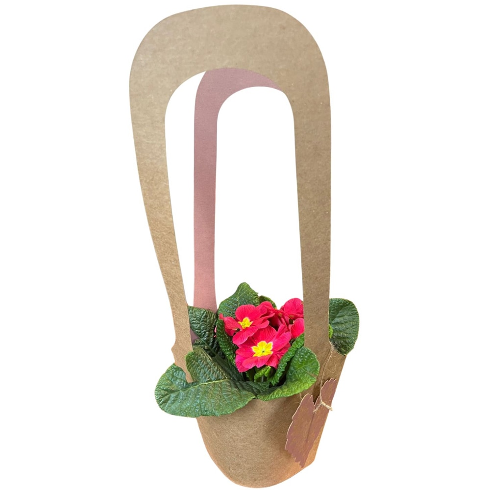 Primula punga colectia Love Rocks, D 11cm