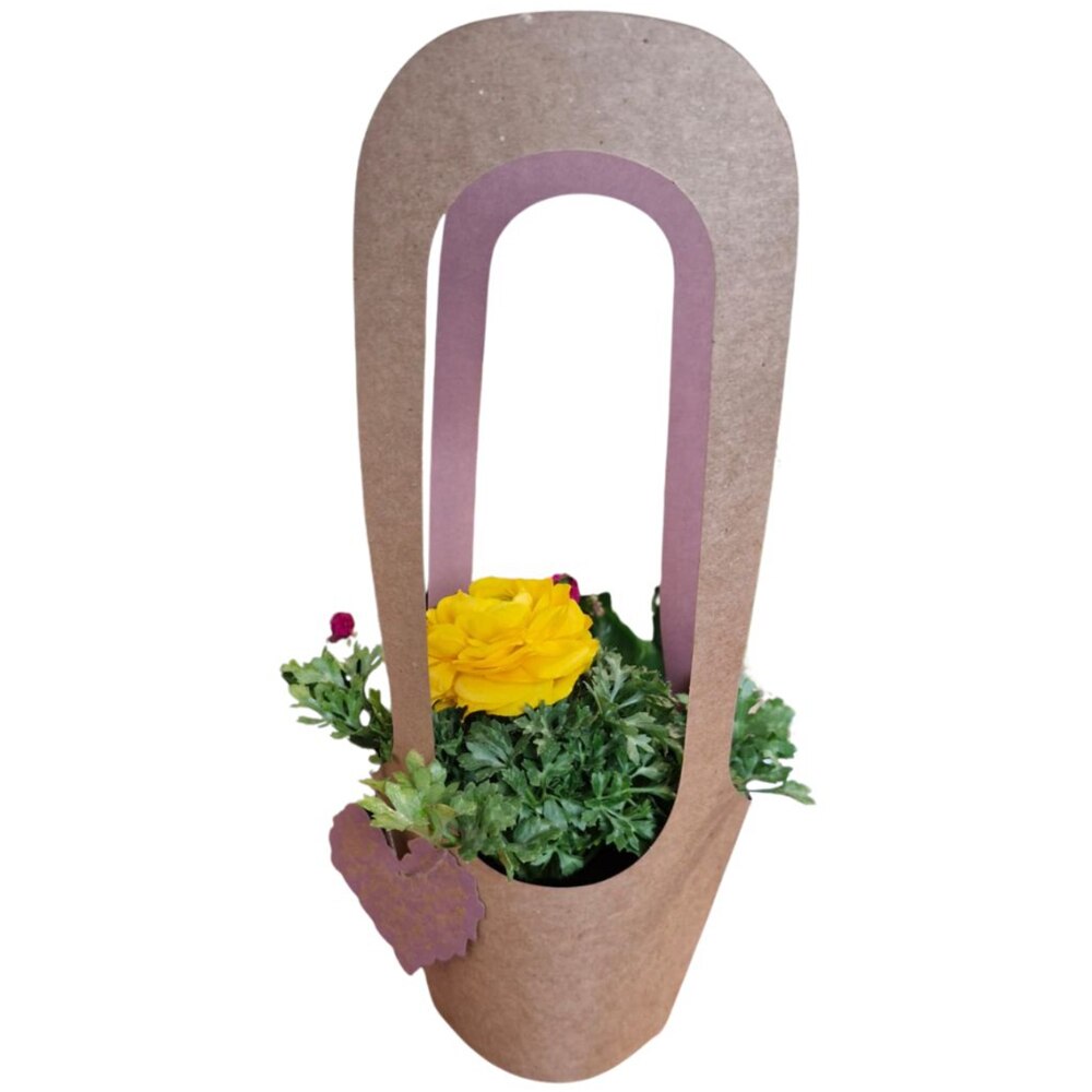 Ranunculus punga colectia Love Rocks, D 11cm