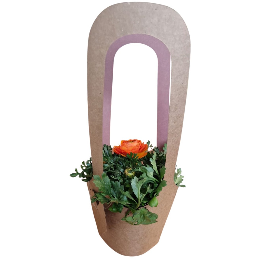 Ranunculus punga colectia Love Rocks, D 11cm