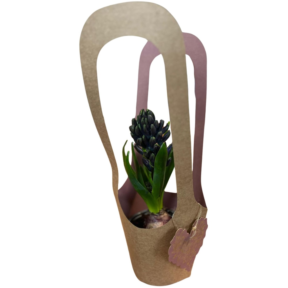 Hyacinthus colectia Love Rocks, D 11cm