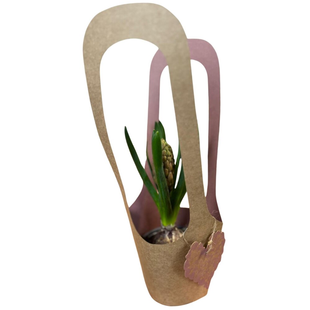 Hyacinthus colectia Love Rocks, D 11cm