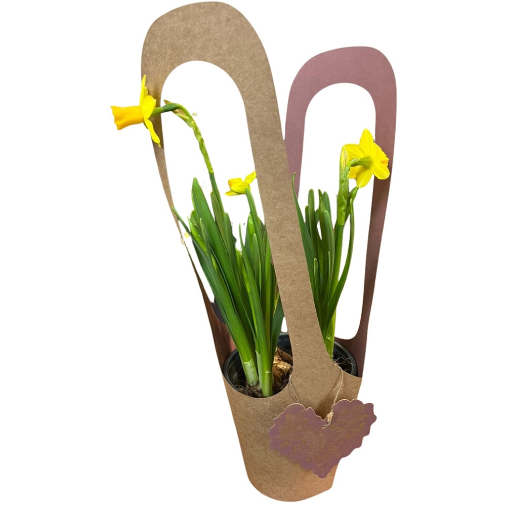 Narcise punga colectia Love Rocks, D 13cm