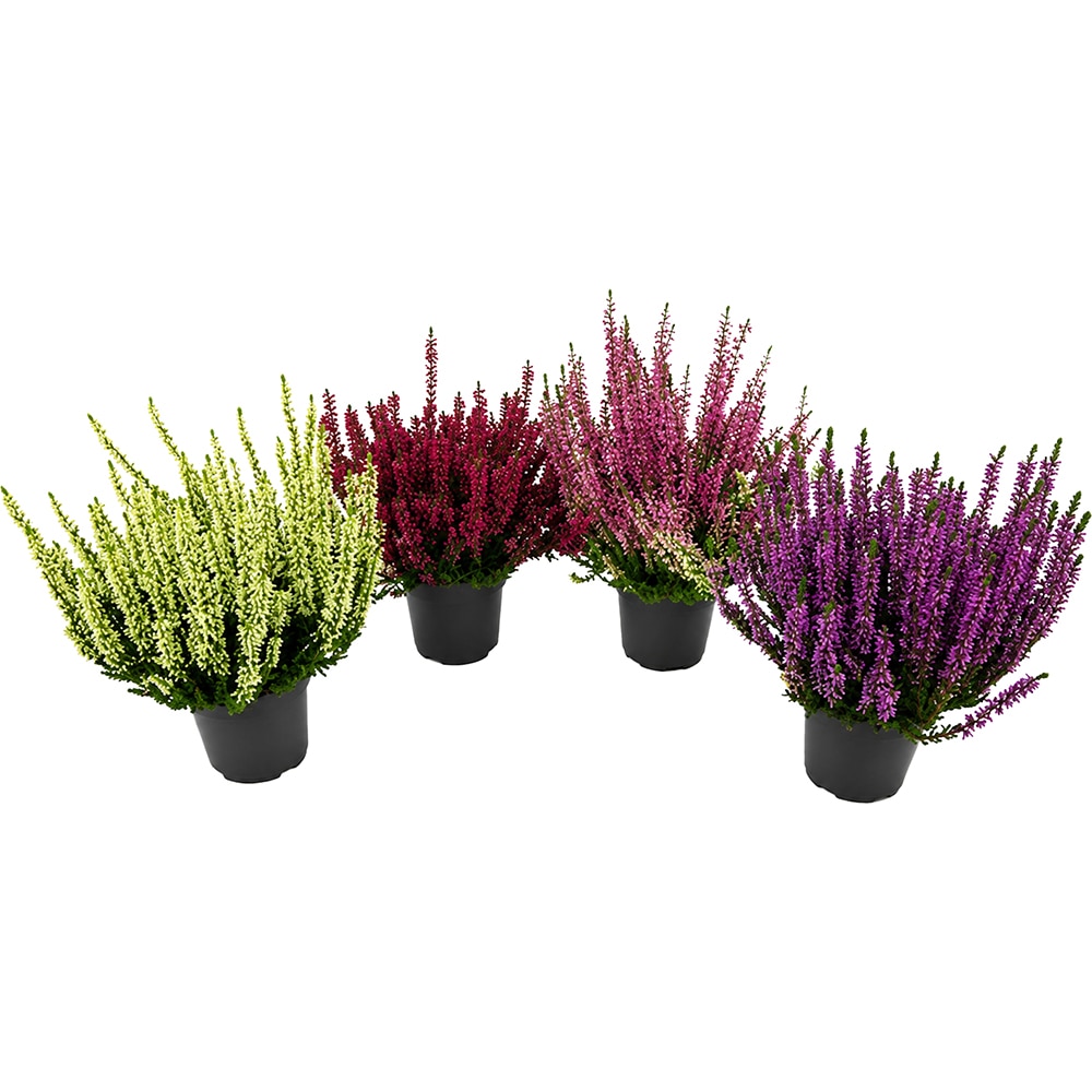 Calluna, D13 cm, H25 cm