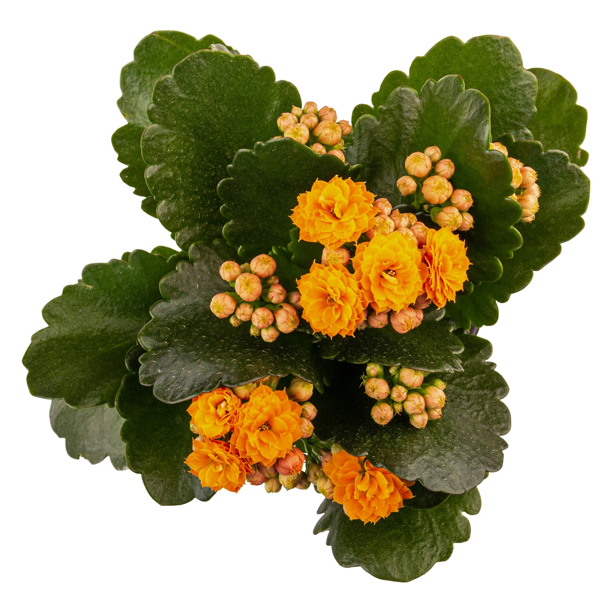 Kalanchoe D12