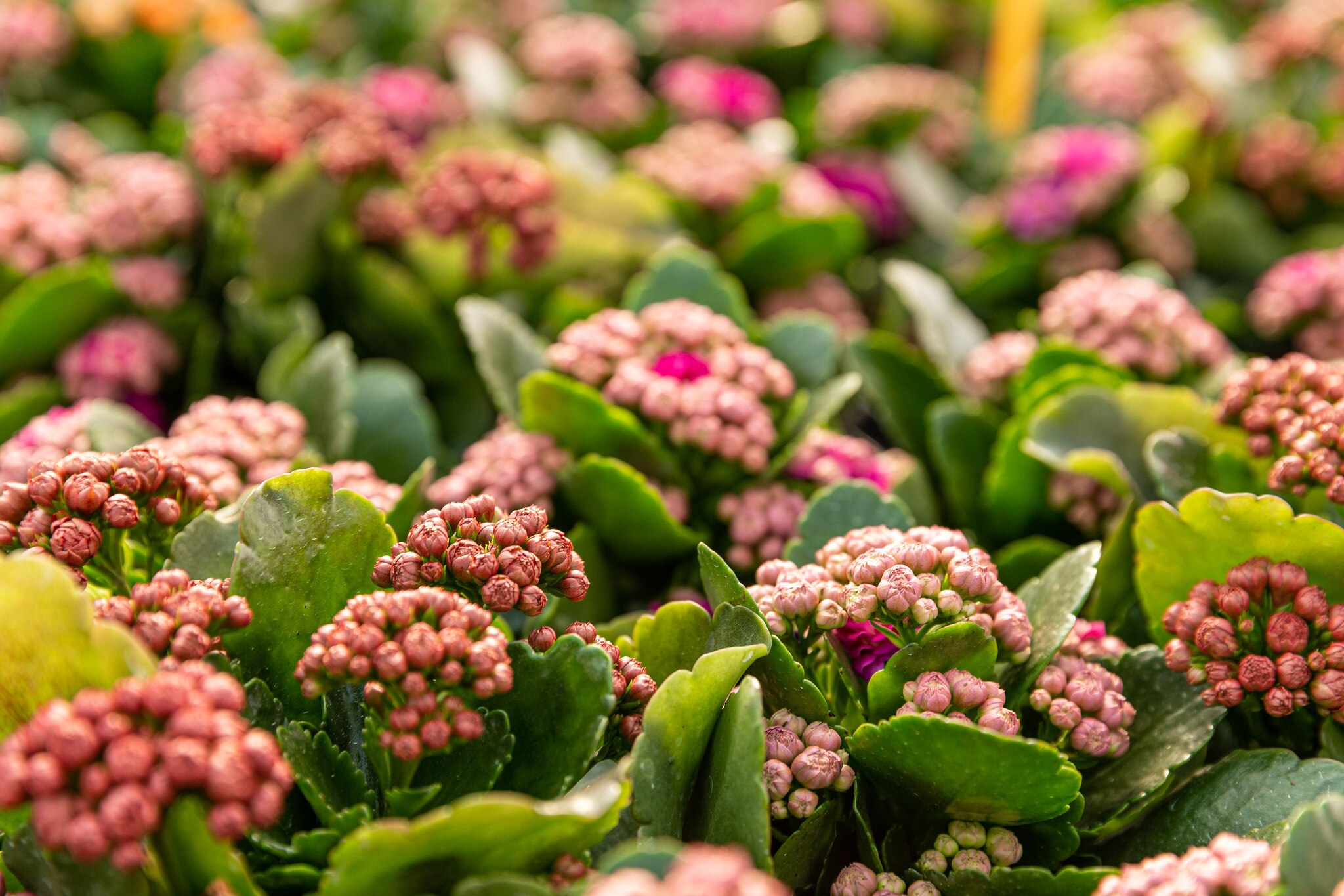 Kalanchoe D12