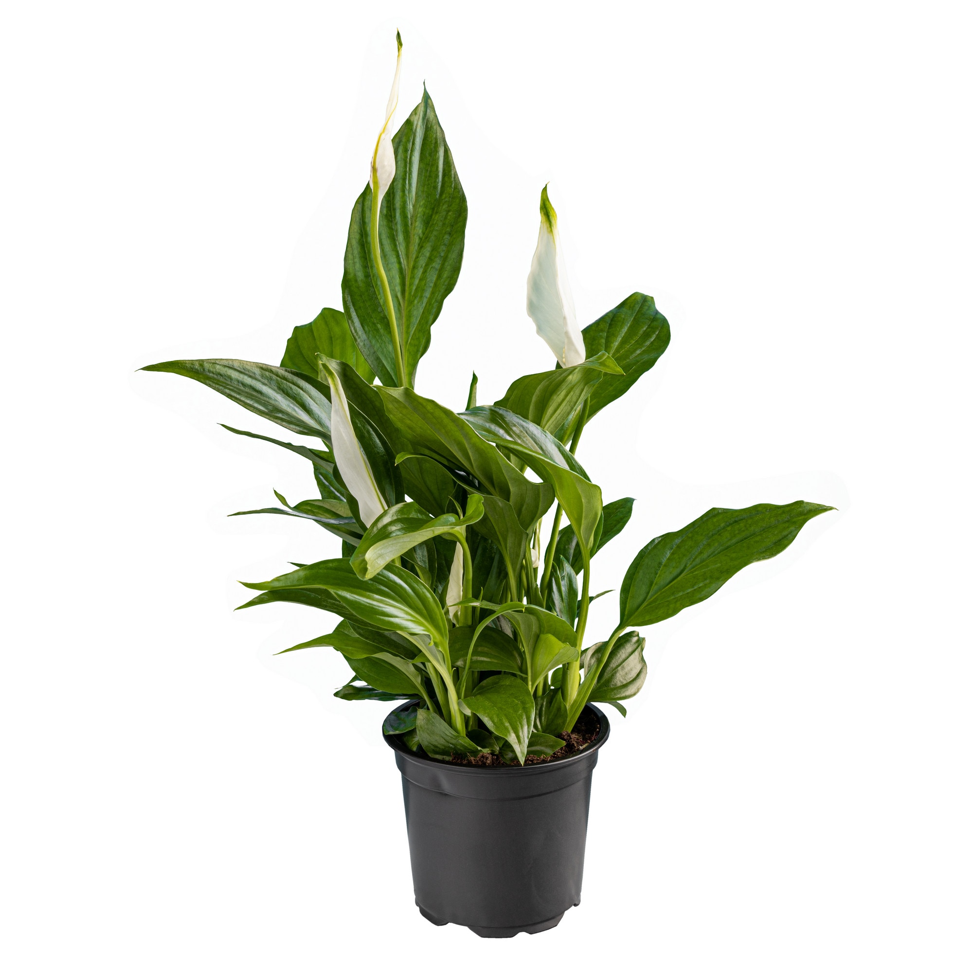 Spathiphyllum
