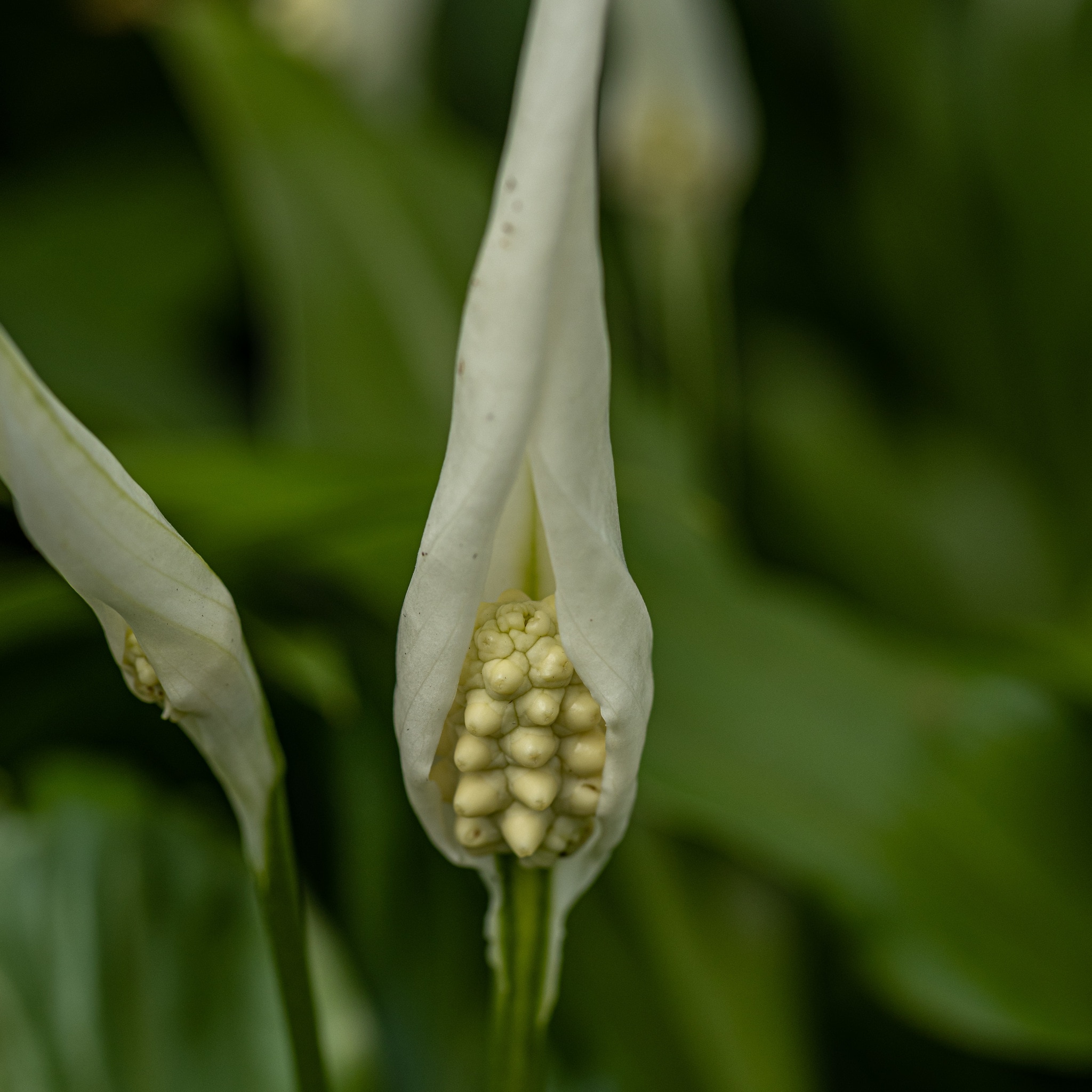 Spathiphyllum