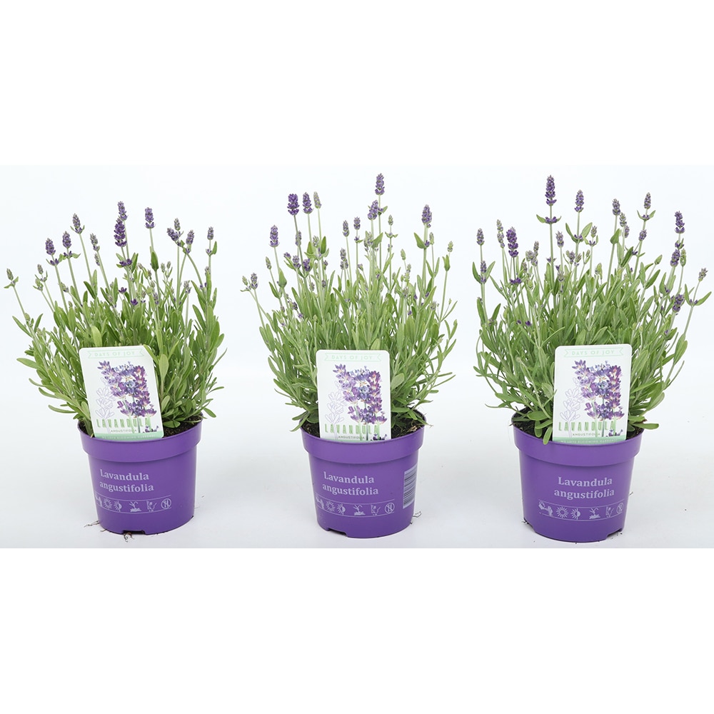 Lavanda (Lavandula Angustifolia Hidcote), D13 cm, H25 cm