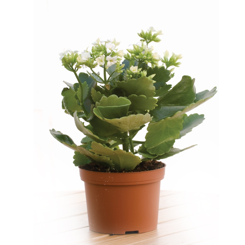 Ghiveci Calandiva mix, 10.5 cm