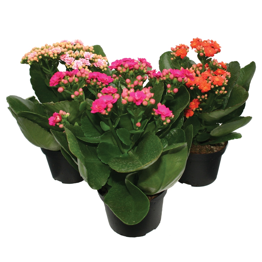 Ghiveci Calandiva mix, 10.5 cm