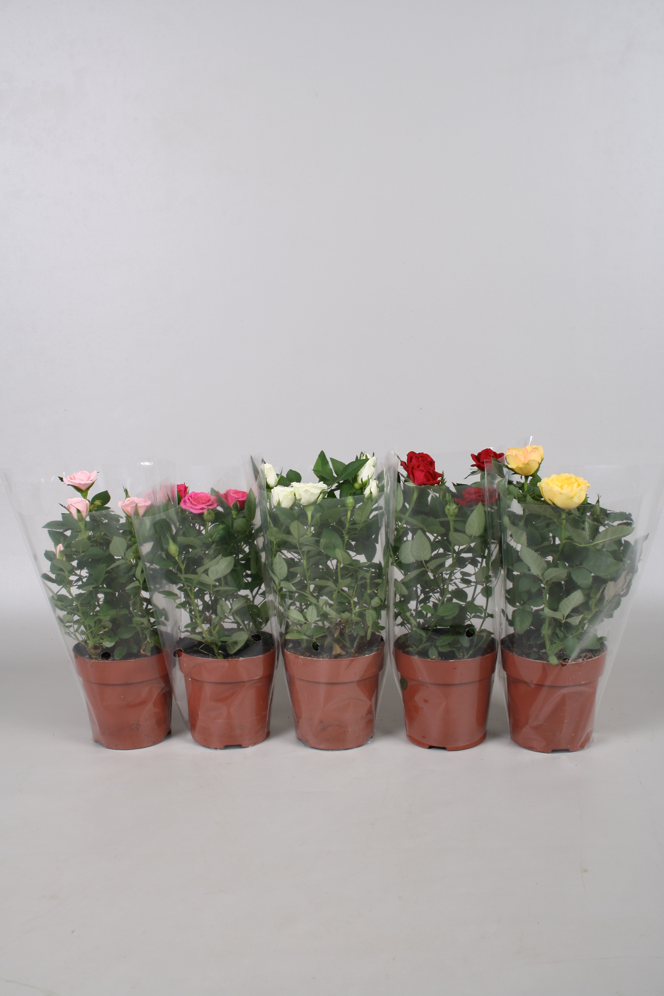 Mix trandafiri, 30 cm, diverse culori